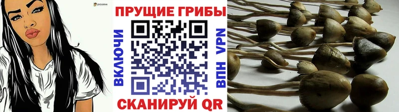 Галлюциногенные грибы Psilocybe хочу наркоту kraken как войти Южно-Сахалинск